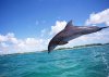 delfin-saltando-dw.jpg