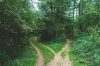 forest_tree_path_fork_nature-8086.jpg