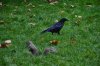 st__james_park__raven_and_squirrel_by_mmalkavian_d82621i-pre.jpg