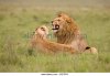 courting-lion-and-lioness-panthera-leo-ngorongoro-crater-tanzania-b2fdgy.jpg