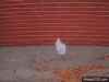 bag.gif