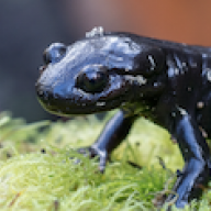 Amphibian