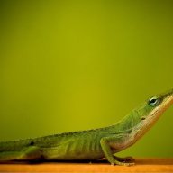 Lizardbrain333