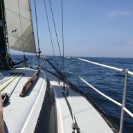 Wanderingalbatross