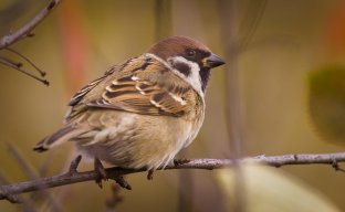 sparrow9090