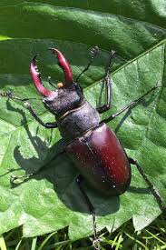 Might_Stag_Beetle