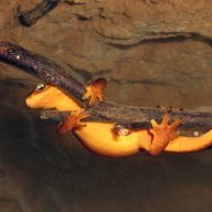 WaterNewt