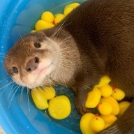 Struggling-Otter