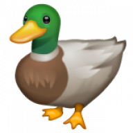 FC_Duck88