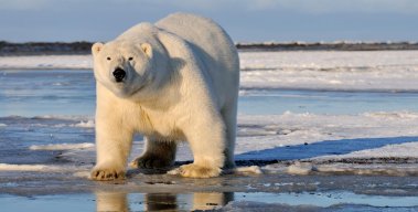Polar Bear Liver