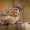 sparrow9090
