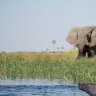Elephant from the Okavango