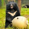 MoonBear
