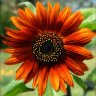SunflowerSarah