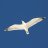 seagulldove