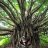 BodhiTree