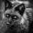 silver_fox
